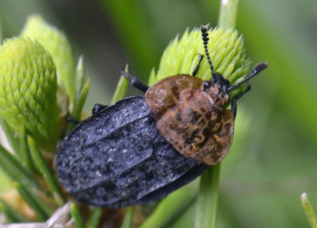 Coleottero id. - Oiceoptoma thoracicum (Silphidae)
